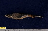 藏品(白耳畫眉)的圖片